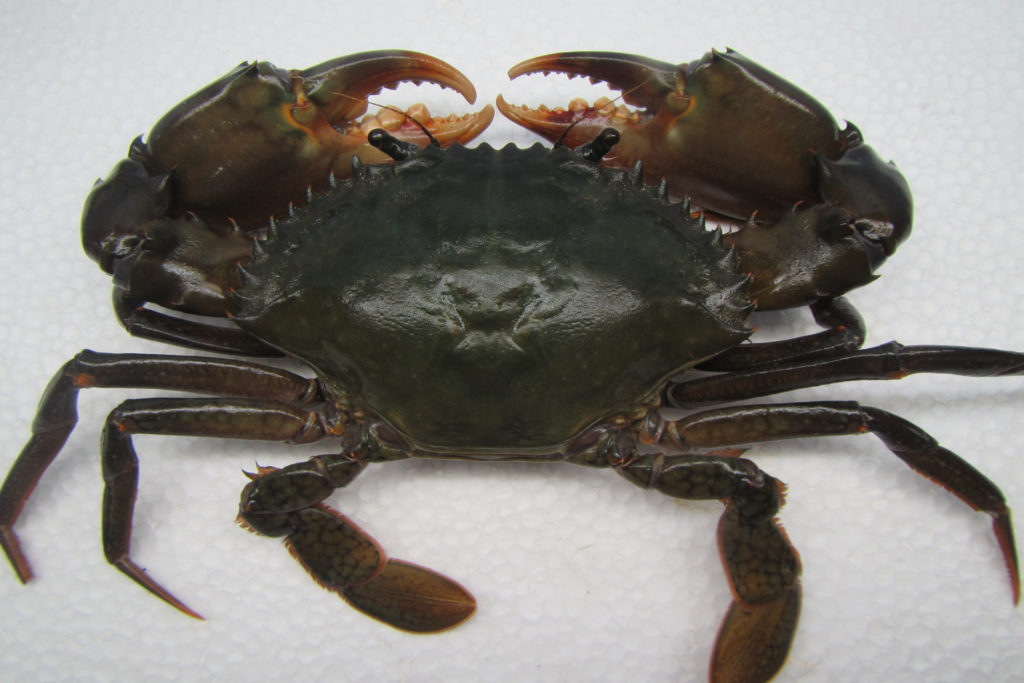 Mud Crab ISDA Inc   Mcrab 2 1 1024x683 